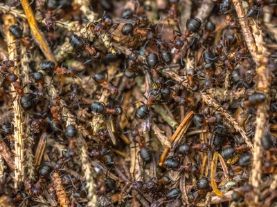 Formica Ants colony